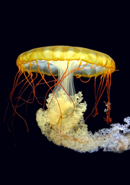 Meduza