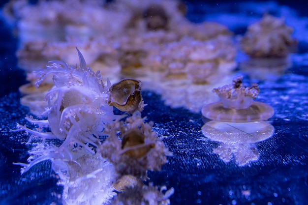 Meduzy morskie i oceaniczne pływają w zbliżeniu wody Oświetlenie i bioluminescencja w różnych kolorach w ciemności Egzotyczne i rzadkie meduzy w akwarium