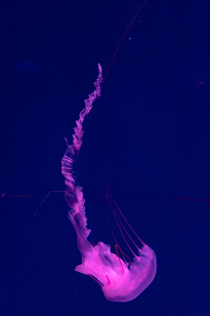 Meduzy morskie i oceaniczne pływają w zbliżeniu wody Oświetlenie i bioluminescencja w różnych kolorach w ciemności Egzotyczne i rzadkie meduzy w akwarium