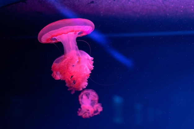 Meduzy morskie i oceaniczne pływają w zbliżeniu wody Oświetlenie i bioluminescencja w różnych kolorach w ciemności Egzotyczne i rzadkie meduzy w akwarium