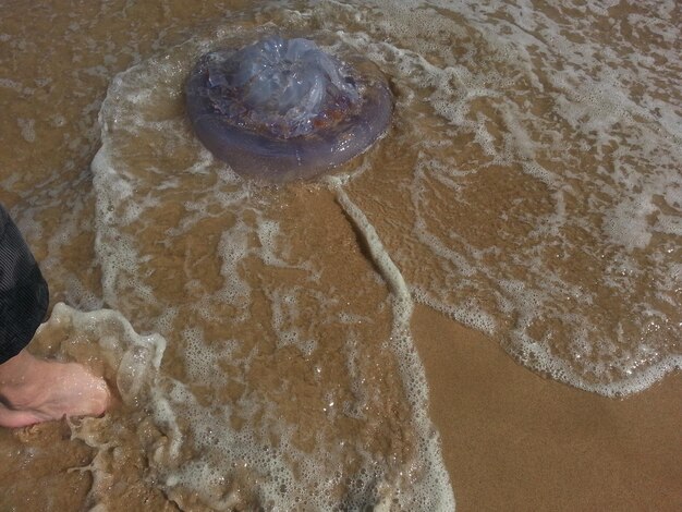 Zdjęcie meduzy na plaży