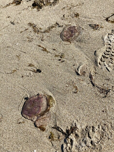 Zdjęcie meduzy wypłukane z morza na piaszczystej plaży