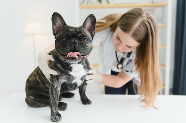 Medycyna opieka nad zwierzętami domowymi i koncepcja ludzi zbliżenie psa buldoga francuskiego i lekarza weterynarii w klinice weterynaryjnej