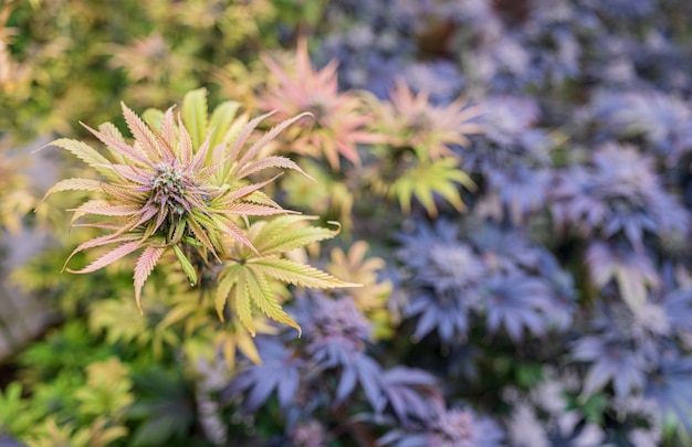Medyczna marihuana CBD rośnie Zbliżenie Dojrzałe rośliny konopi rosnące w szklarni gotowe do zbioru