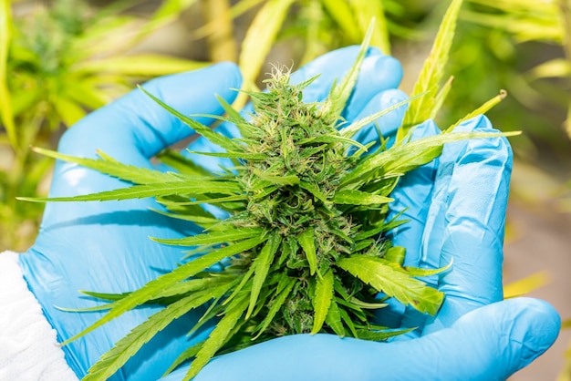 Medyczna marihuana w konopi Flower Before The Harvest Koncepcja ziołowej medycyny alternatywnej, olej cbd, przemysł medyczny w szklarni.