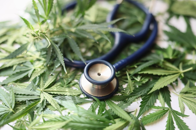 Medyczny stetoskop i zielona marihuana pozostawia zbliżenie