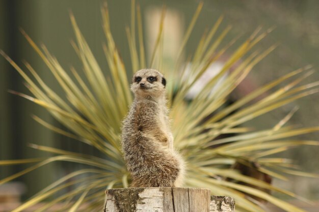 Zdjęcie meerkat na drewnie przeciwko roślinom