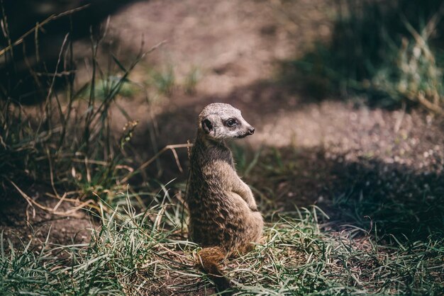 Meerkat na lądzie