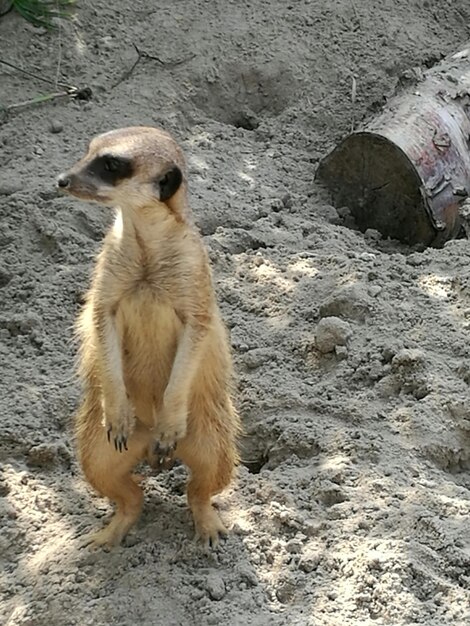 Zdjęcie meerkat na straży.