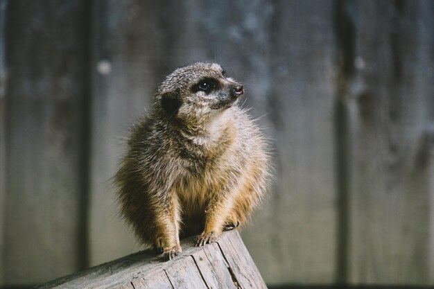 Zdjęcie meerkat patrzy w inną stronę.