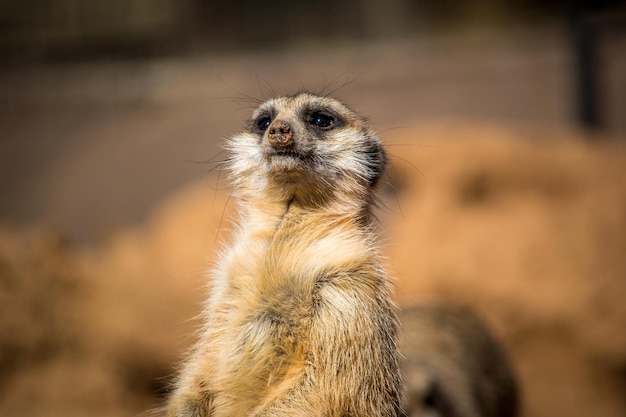Meerkat patrzy w inną stronę.