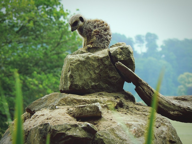 Zdjęcie meerkat siedzący na skałach