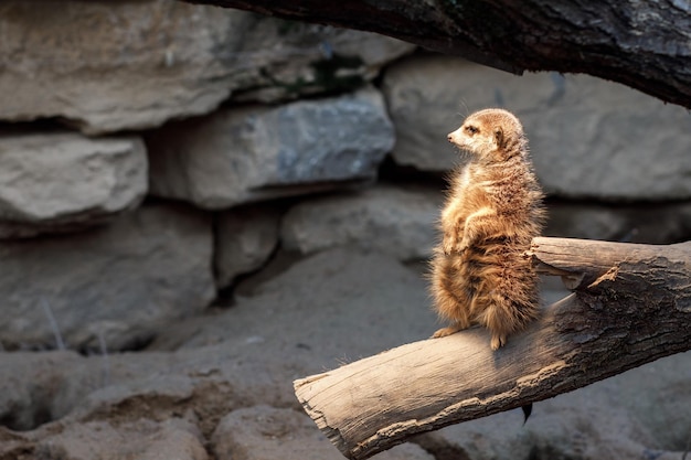 Meerkat Suricate znaleziona w zoo w Monachium w Niemczech.