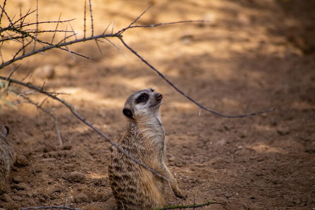 Zdjęcie meerkat w naturalnym środowisku