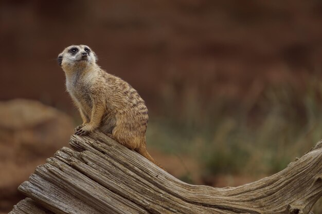 Meerkat