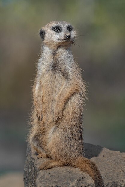 Meerkat