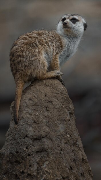 Meerkat