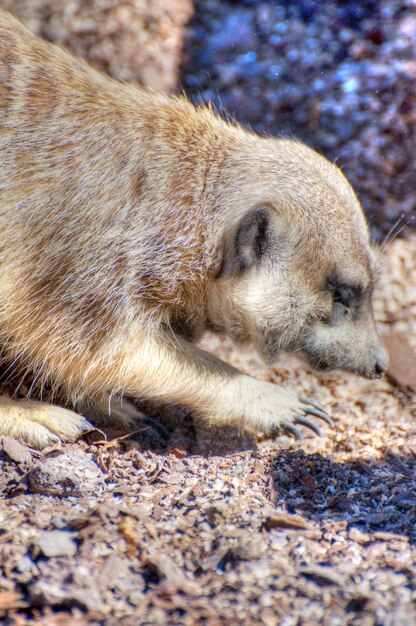 meerkat