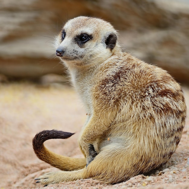 meerkat