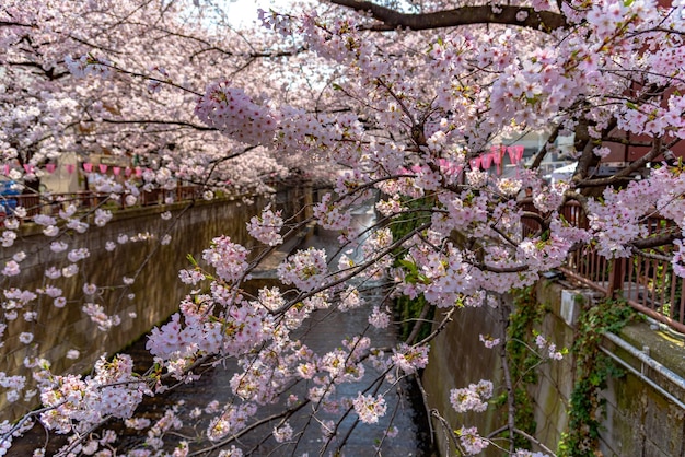 Meguro Sakura Festiwal Kwitnącej Wiśni Kwitnąca wiśnia w pełnym rozkwicie w sezonie wiosennym nad rzeką Meguro