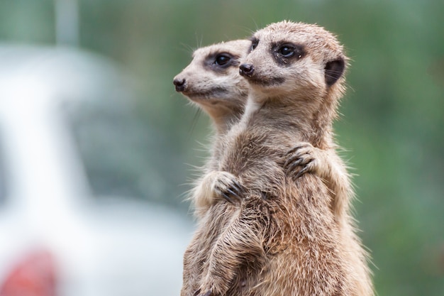 Zdjęcie meir cats. w ogrodach zoologicznych zielone zoo, tajlandia