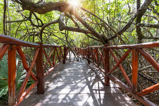 Zdjęcie meksyk turystyczny cenote casa tortuga w pobliżu tulum i playa del carmen