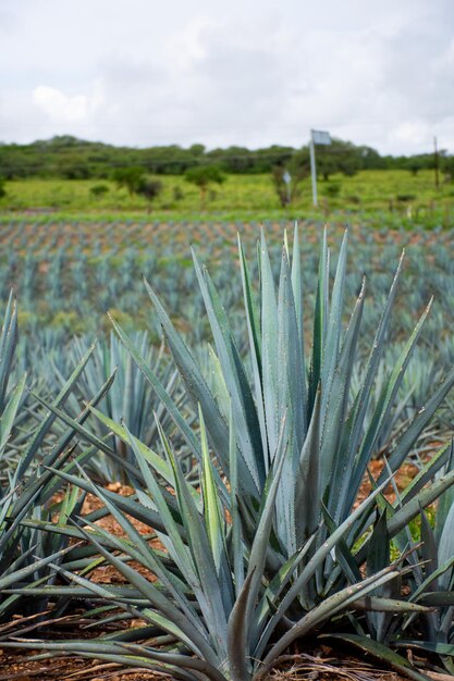 Meksykańska farma agawy do produkcji tequili