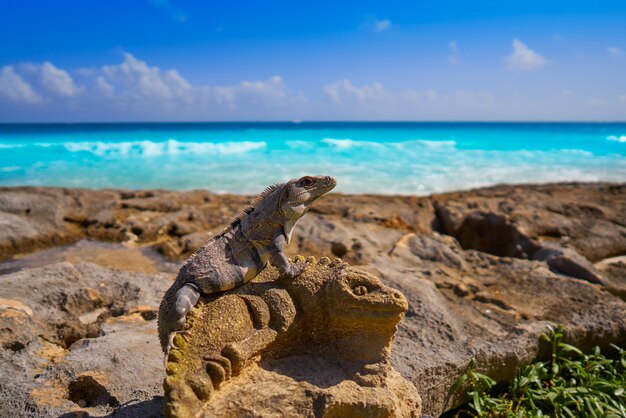 Meksykańska iguana na rzeźbie w Riviera Majowiu