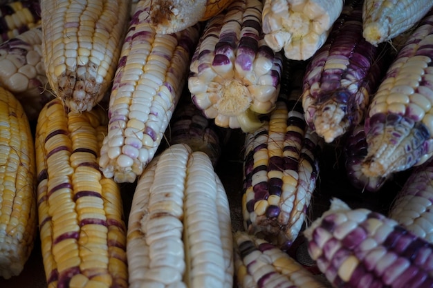 Zdjęcie meksykańska milpa ekologiczna