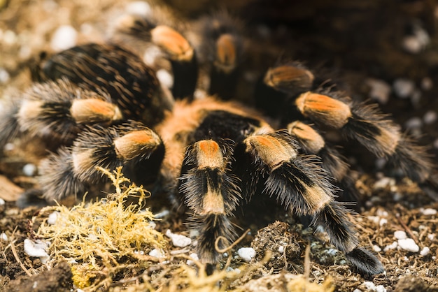 Meksykańska tarantula redknee