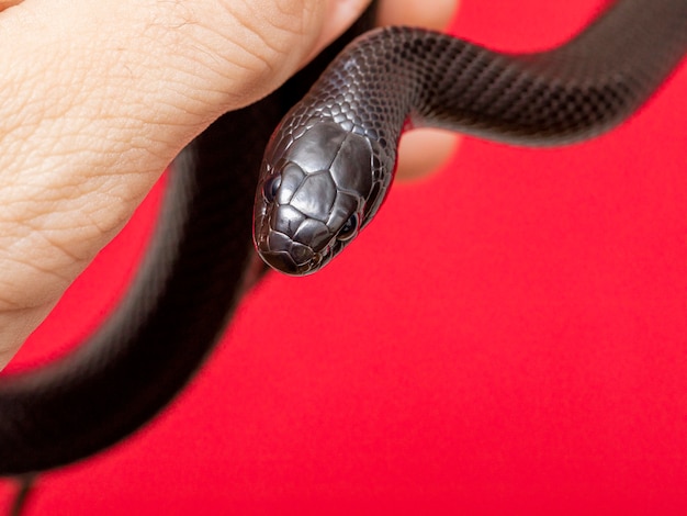 Zdjęcie meksykański czarny wąż królewski jest częścią większej rodziny węży colubrid i podgatunkiem pospolitego kingsnake.