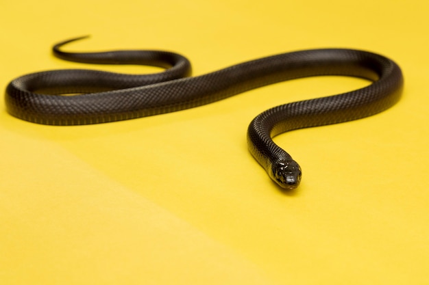 Meksykański czarny wąż królewski jest częścią większej rodziny węży colubrid i podgatunkiem pospolitego kingsnake.