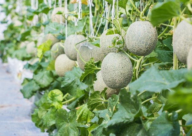 Melon rośnie w szklarni