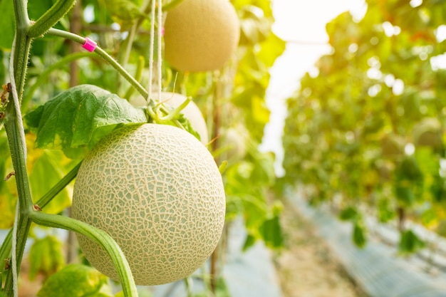 Melon świeżego Lub Cantaloup Rosnące W Gospodarstwie Szklarni, Który Ma Słodki Smak.