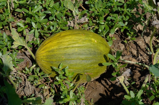 Melon