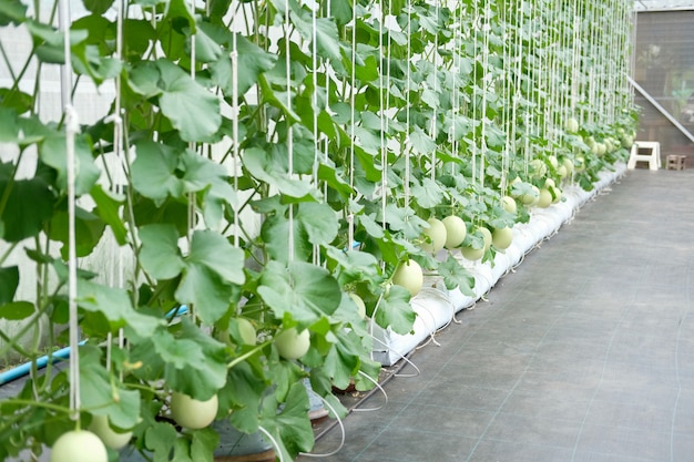 Melonu rośliny dorośnięcie w zielonym domu w gospodarstwie rolnym