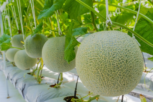 Melony kantalupa rośnie w szklarni