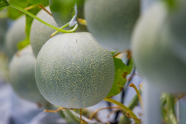 Melony kantalupa rośnie w szklarni