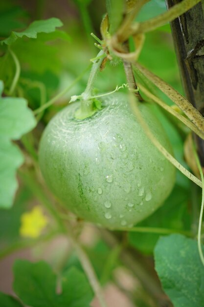 melony na drzewie w ogrodzie