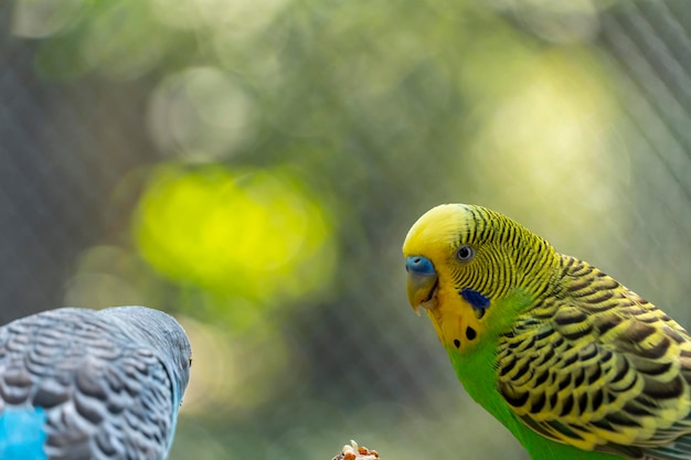 Melopsittacus undulatus papuga długoogonowa ptak jedzenie nasion stojący na tle drutu z bokeh piękny kolorowy ptak meksyk