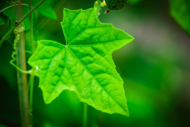 Melothria scabra amerykański ogórek