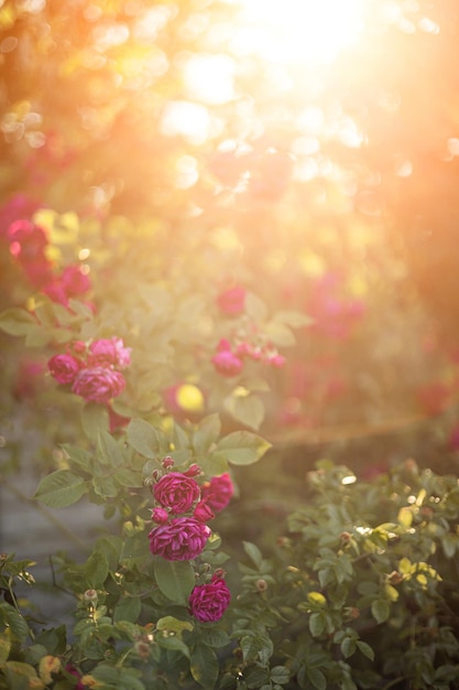 Menchii róża kwitnie na różanym krzaku w ogródzie w lecie