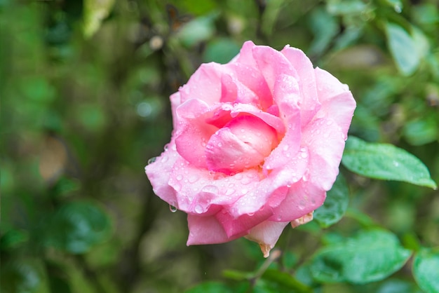 Menchii Róży Kwiat Z Kroplami Rosa W Ogródzie.