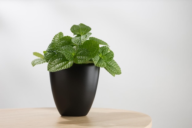 Mentha mentha, pilea nummulariifolia lub pełzająca pilea w czarnym garnku na drewnianym stole