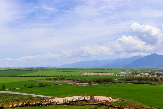 Menyuan żółty kwiat rzepaku Scenic Spot w Qinghai, Chiny. Błękitne niebo, białe chmury, zielone pole pszenicy, piękne wioski