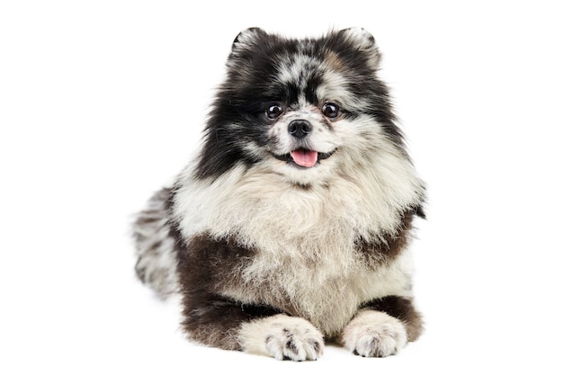 Merle Pomeranian puppy szpic na białym tle