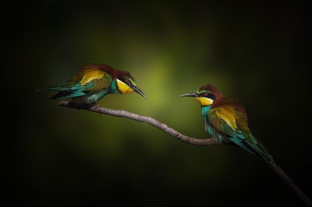 Merops apiaster