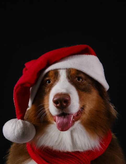 Merry Christmas card Portret studyjny australijczyka czerwonego tricolor na czarnym tle Pies uśmiecha się