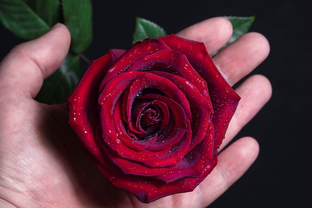 Męska ręka delikatnie trzyma zbliżenie czerwonego pąka róży