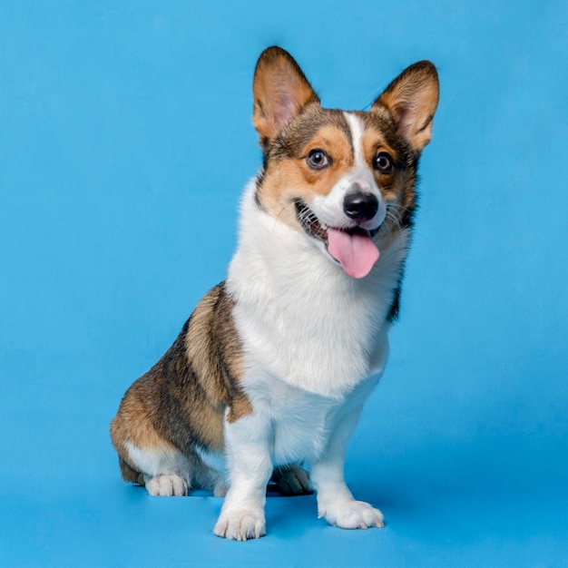 Męski corgi pembroke welsh photoshoot studio fotograficzne na białym tle z niebieskim tłem świątecznym motywem sukni i dekoracji